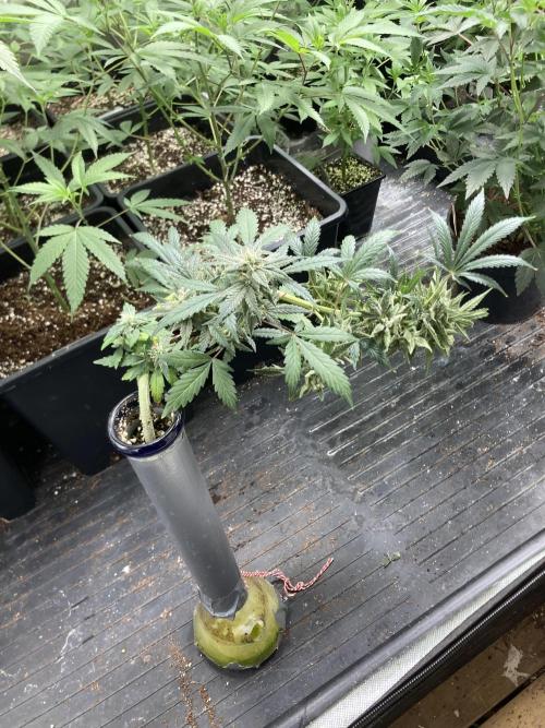 Double Smile (Mephisto Genetics). Week 11