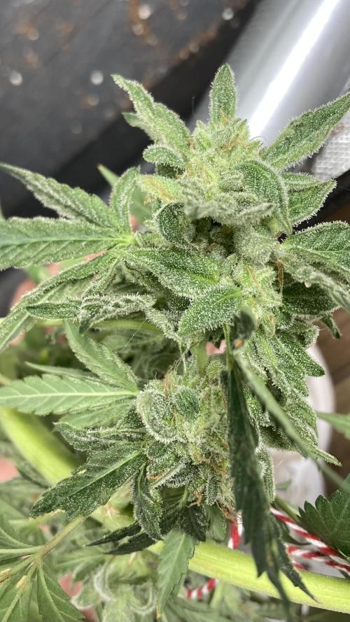 Double Smile (Mephisto Genetics). Week 11