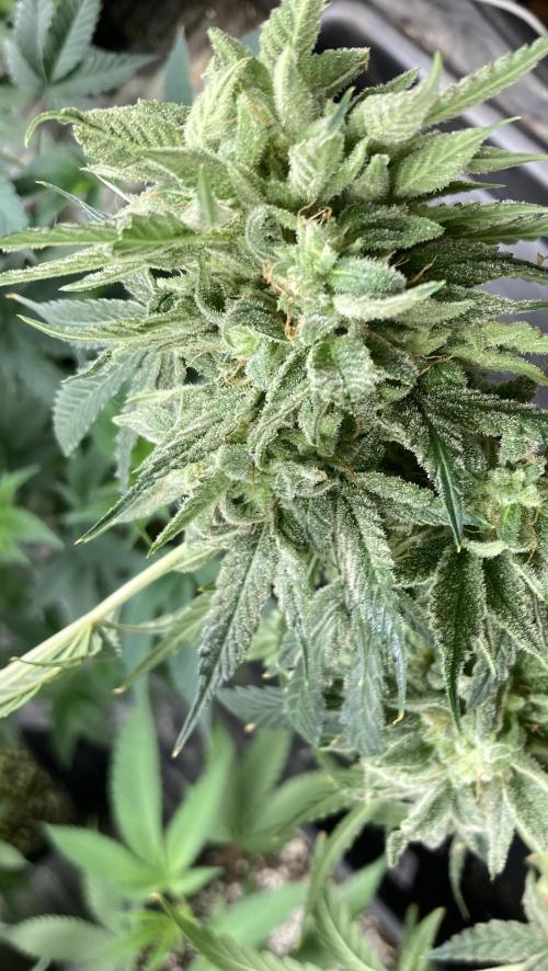 Double Smile (Mephisto Genetics). Week 11