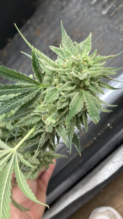 Double Smile (Mephisto Genetics). Week 11