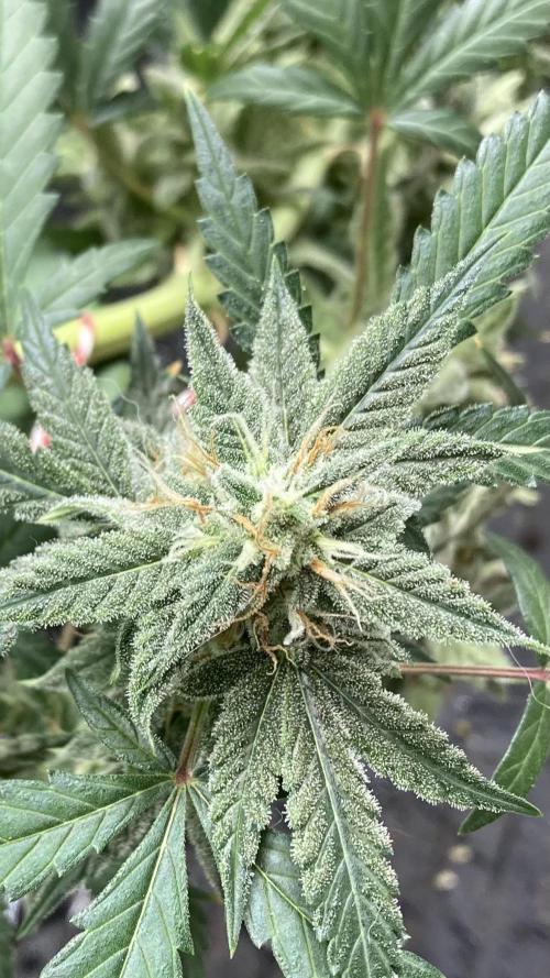 Double Smile (Mephisto Genetics). Week 11