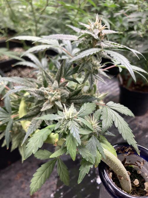 Double Smile (Mephisto Genetics). Week 11