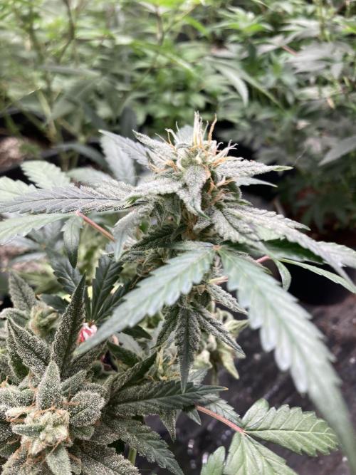 Illuminauto #52 - Double Smile. Week 11