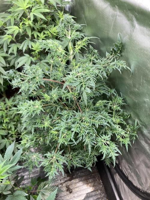 Frosty’s Purple Freak (Khalifa). Week 13