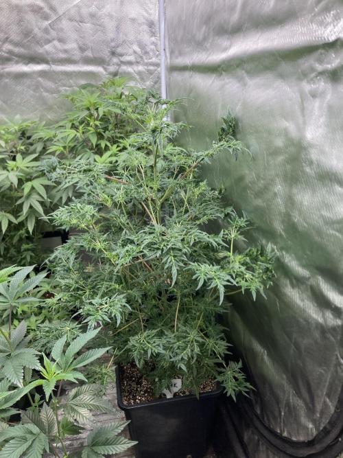 Frosty’s Purple Freak (Khalifa). Week 13