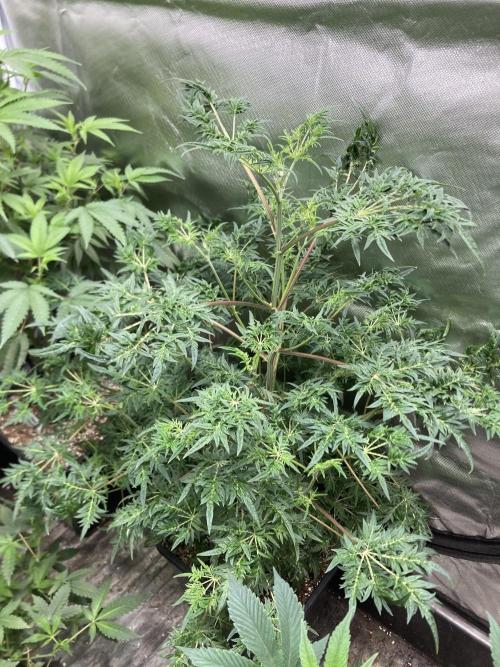 Frosty’s Purple Freak (Khalifa). Week 13