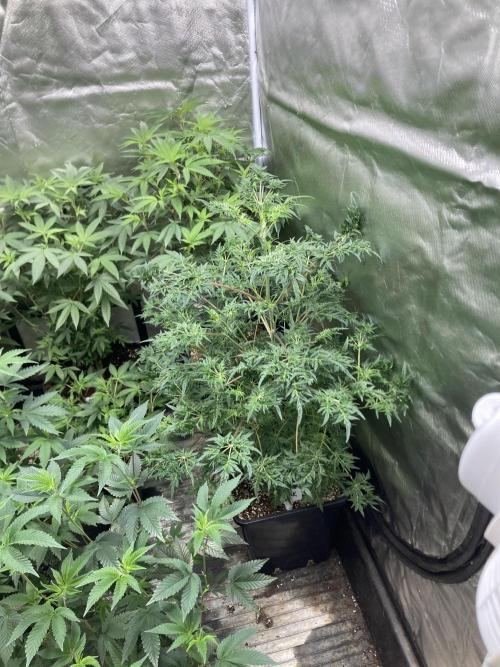 Frosty’s Purple Freak (Khalifa). Week 13