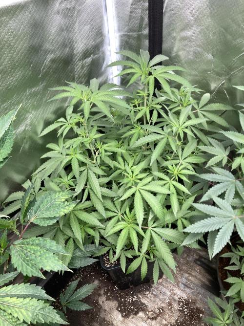 Apples & Bananas x Zoda (Umami Seed Co). Week 13