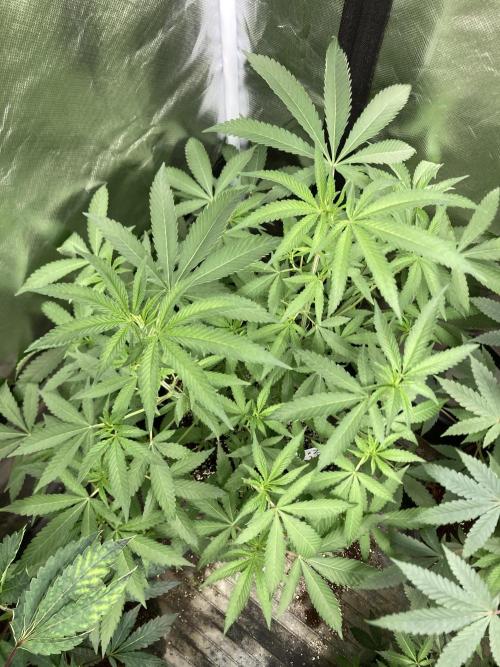 Apples & Bananas x Zoda (Umami Seed Co). Week 13