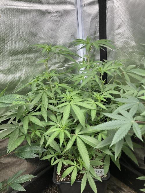 Apples & Bananas x Zoda (Umami Seed Co). Week 13