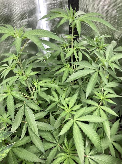 Apples & Bananas x Zoda (Umami Seed Co). Week 13