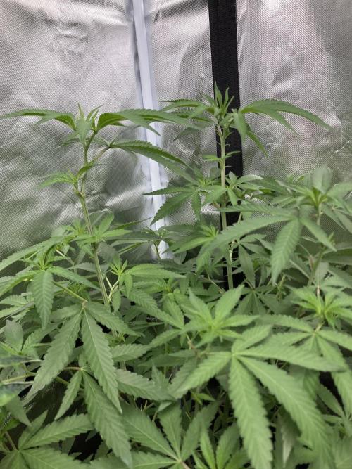 Apples & Bananas x Zoda (Umami Seed Co). Week 13