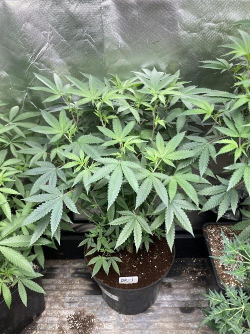Black Rainbow (LIT Farms). Week 16