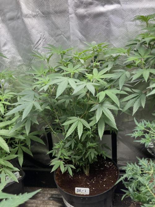 Black Rainbow (LIT Farms). Week 16