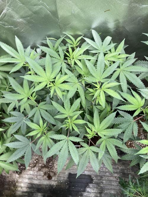 Black Rainbow (LIT Farms). Week 16