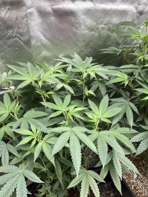 Black Rainbow (LIT Farms). Week 16