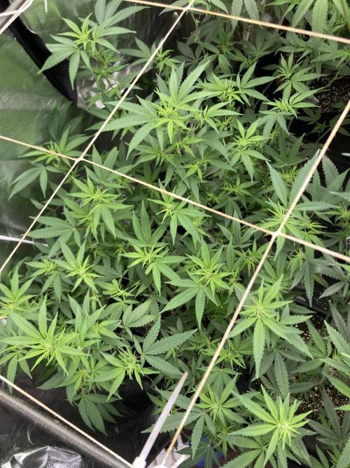 White Rhino (Green House Seeds). Week 17