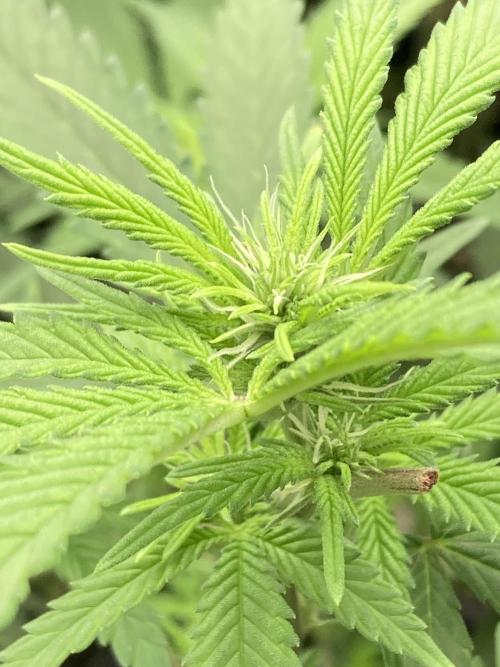 White Rhino (Green House Seeds). Week 17