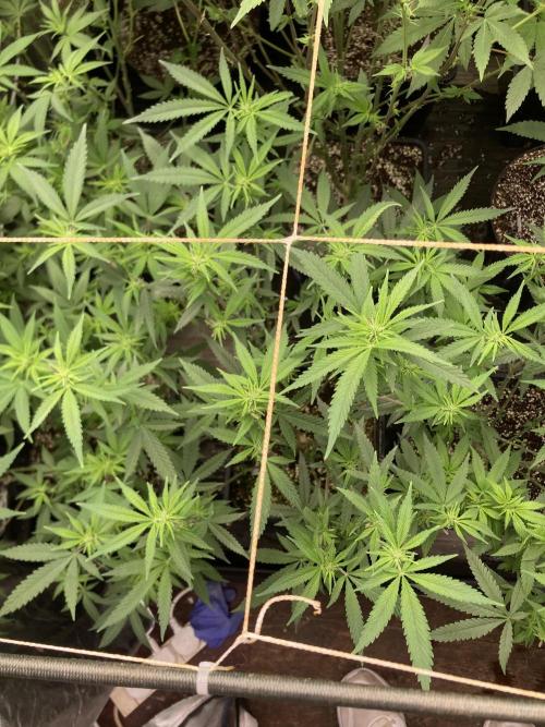 White Rhino (Green House Seeds). Week 17