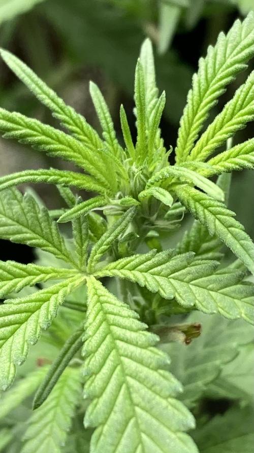 White Rhino (Green House Seeds). Week 17