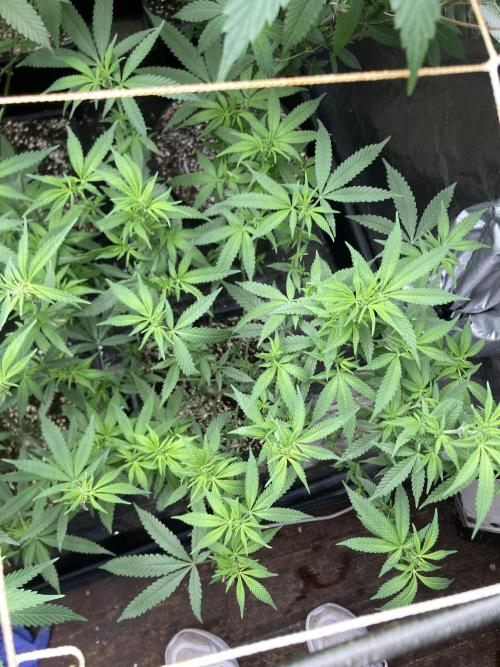 White Rhino (Green House Seeds). Week 17