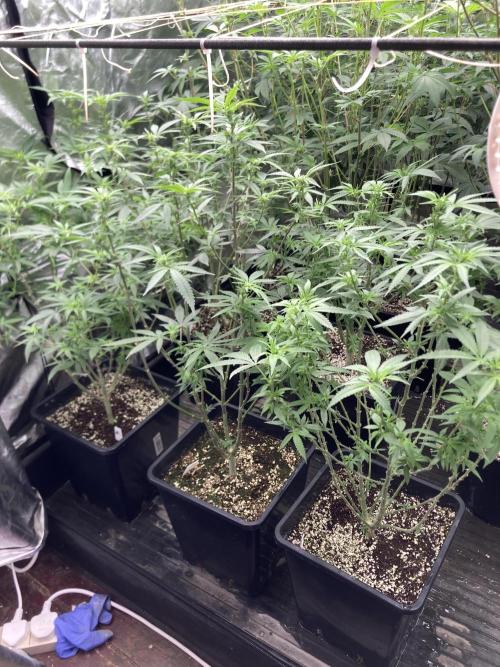 White Rhino (Green House Seeds). Week 17