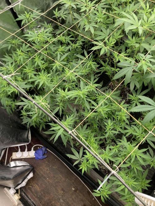 White Rhino (Green House Seeds). Week 17