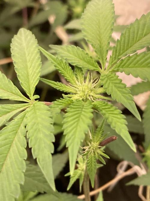 Windu (Wizard Trees). Week 17