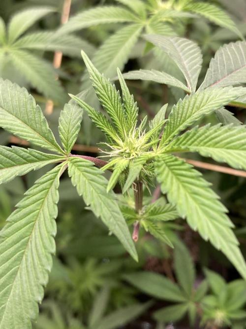 Windu (Wizard Trees). Week 17