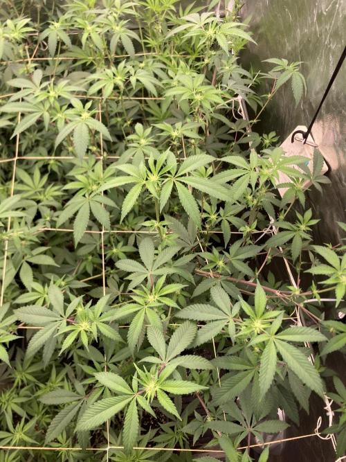 Windu (Wizard Trees). Week 17