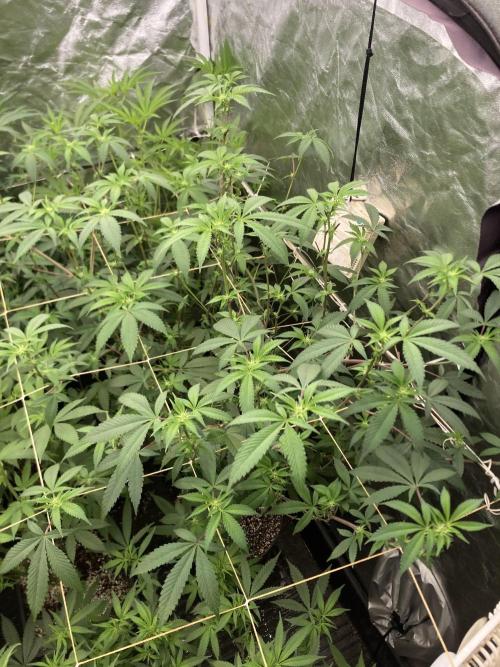 Windu (Wizard Trees). Week 17