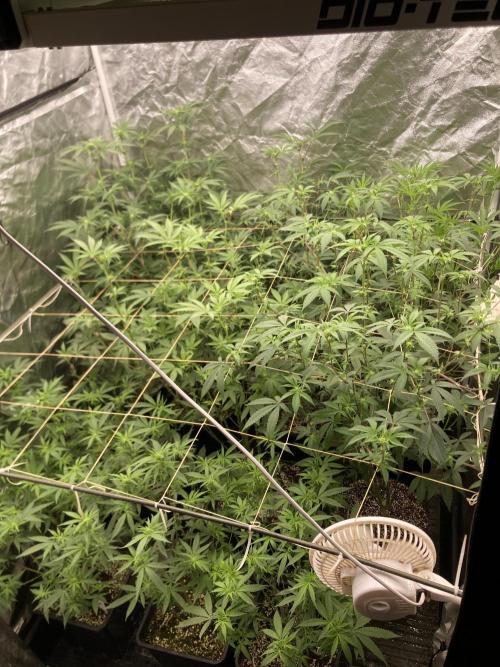 Jelly Breath S1 (In House Genetics). Week 17