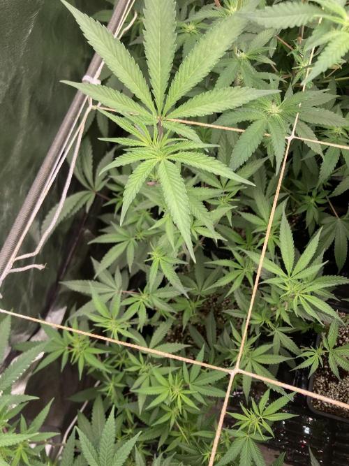 Atomic Jelly#2 (In House Genetics). Week 3
