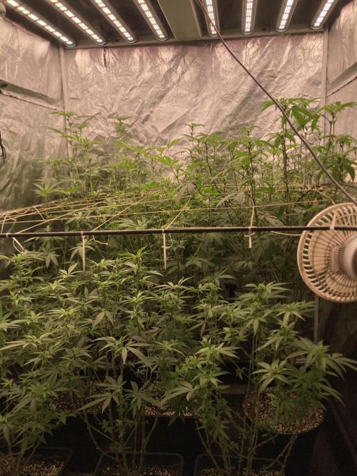 Atomic Jelly#2 (In House Genetics). Week 3
