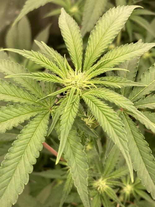 GasQuake (In House Genetics). Week 17