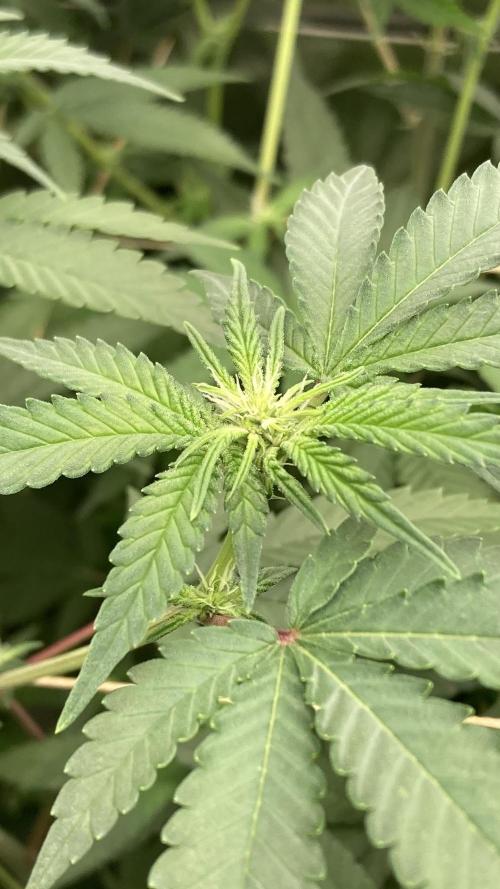 GasQuake (In House Genetics). Week 17