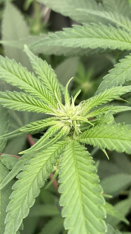 GasQuake (In House Genetics). Week 17