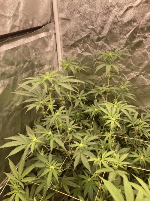 GasQuake (In House Genetics). Week 17
