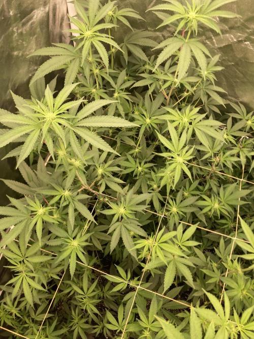 GasQuake (In House Genetics). Week 17