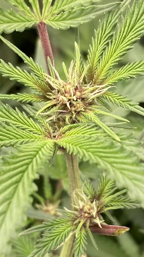 Pora’s Purple CN#6 (Relentless Genetics). Week 3