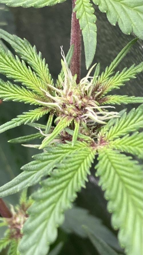 Pora’s Purple CN#6 (Relentless Genetics). Week 3