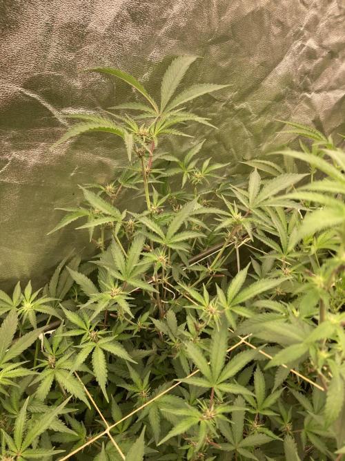 Pora’s Purple CN#6 (Relentless Genetics). Week 3