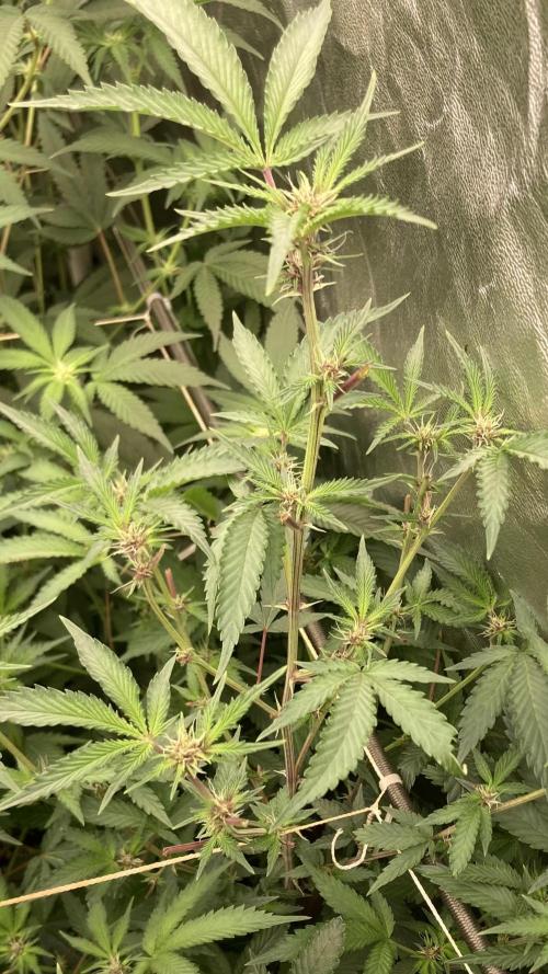 Pora’s Purple CN#6 (Relentless Genetics). Week 3