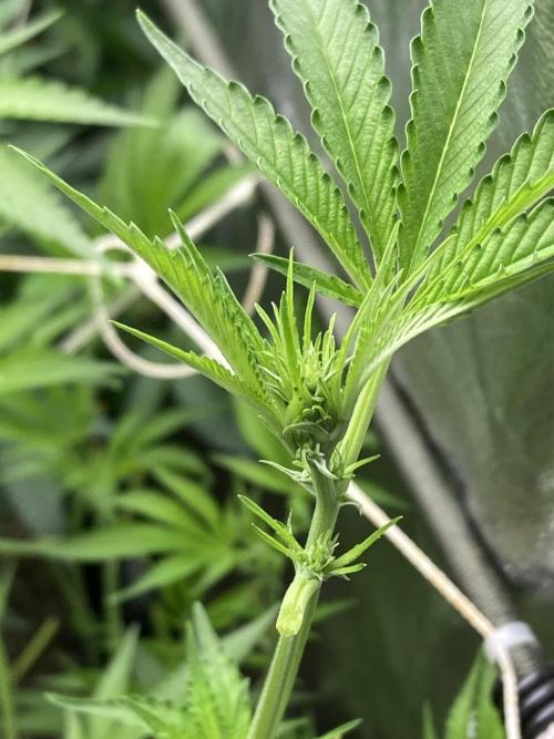 Pineapple Mojito S1. Week 13