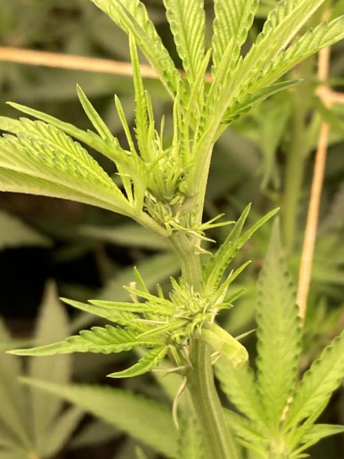 Pineapple Mojito S1. Week 13