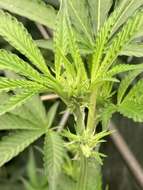 Pineapple Mojito S1. Week 13