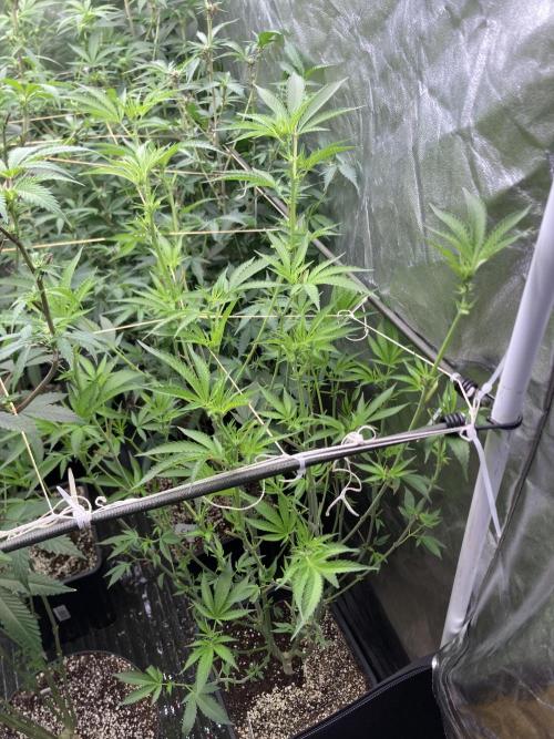 Pineapple Mojito S1. Week 13