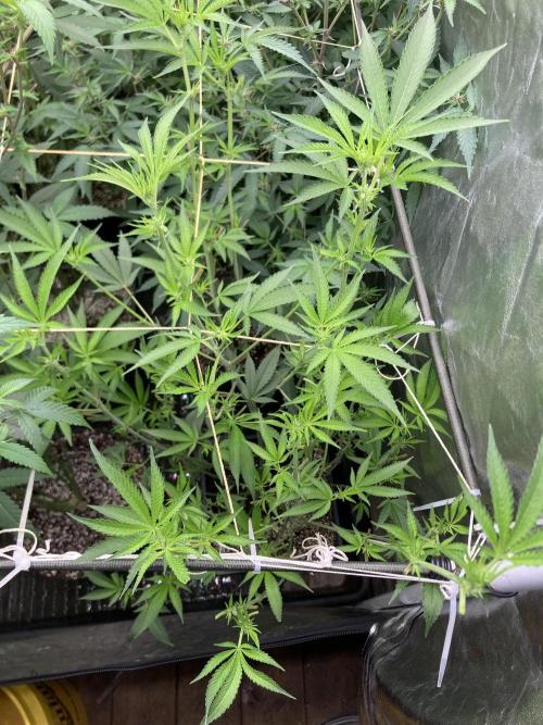 Pineapple Mojito S1. Week 13