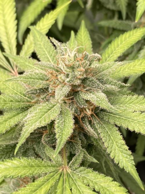 Strawberry Ak (Serious Seeds). Week 17