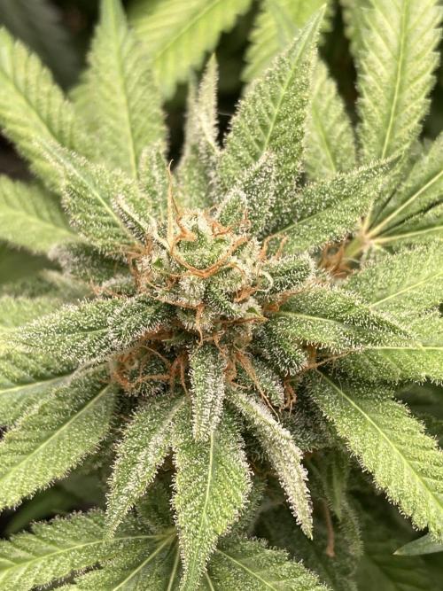 Strawberry Ak (Serious Seeds). Week 17